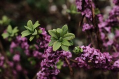 Purple flowers in the rain