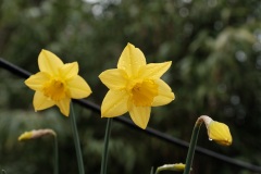 Daffodils with raindrops