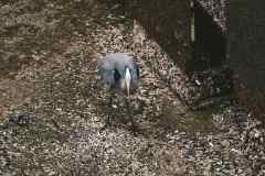 Blue Heron with prey