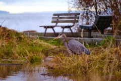 A blue heron on the shore of a pond, seen through tall grass