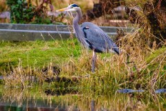 A blue heron and its reflection in a small pond