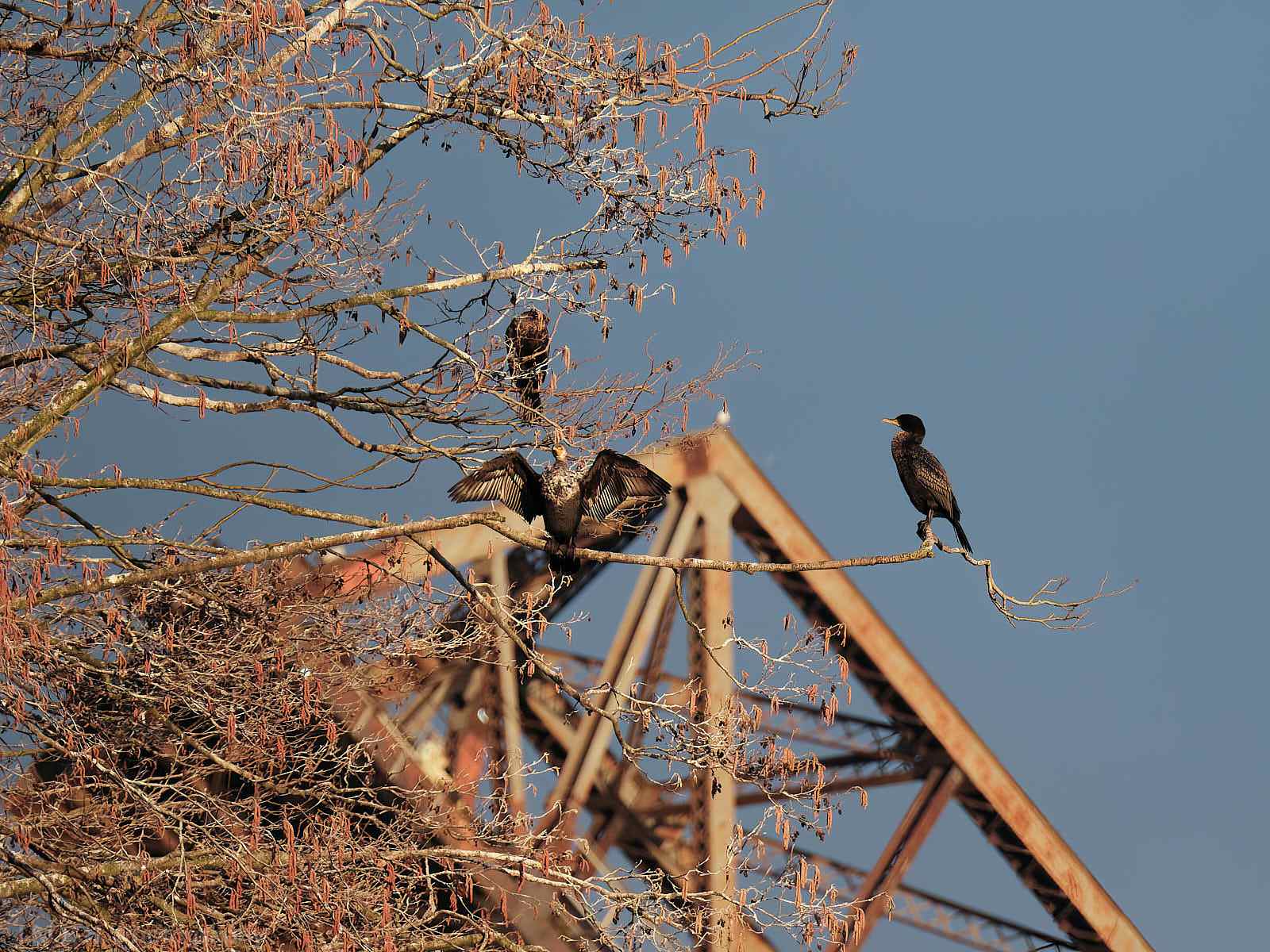 Cormorant sunning in a tree at Ballard Locks
