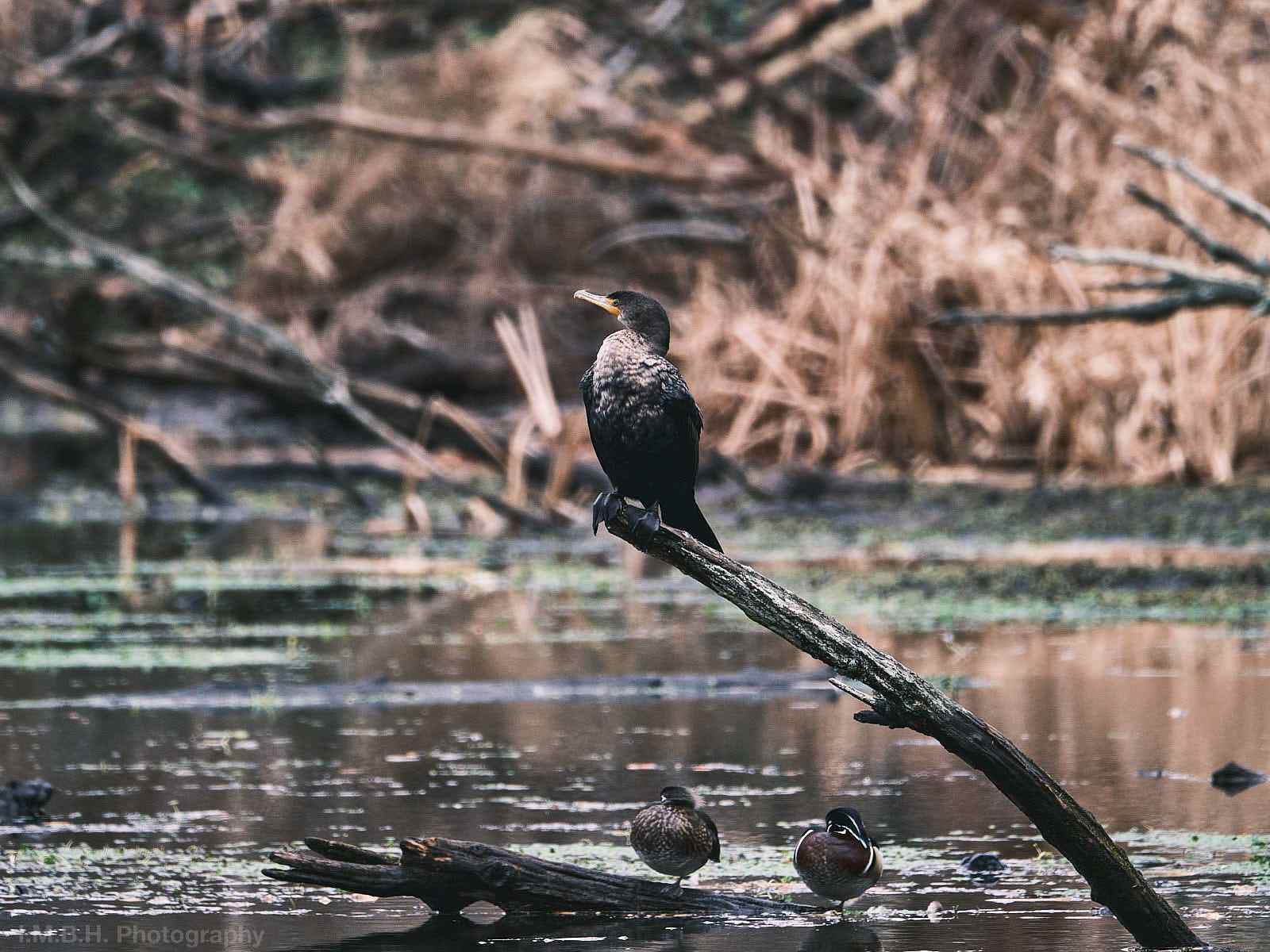 Cormorant sitting on a branch over a pond