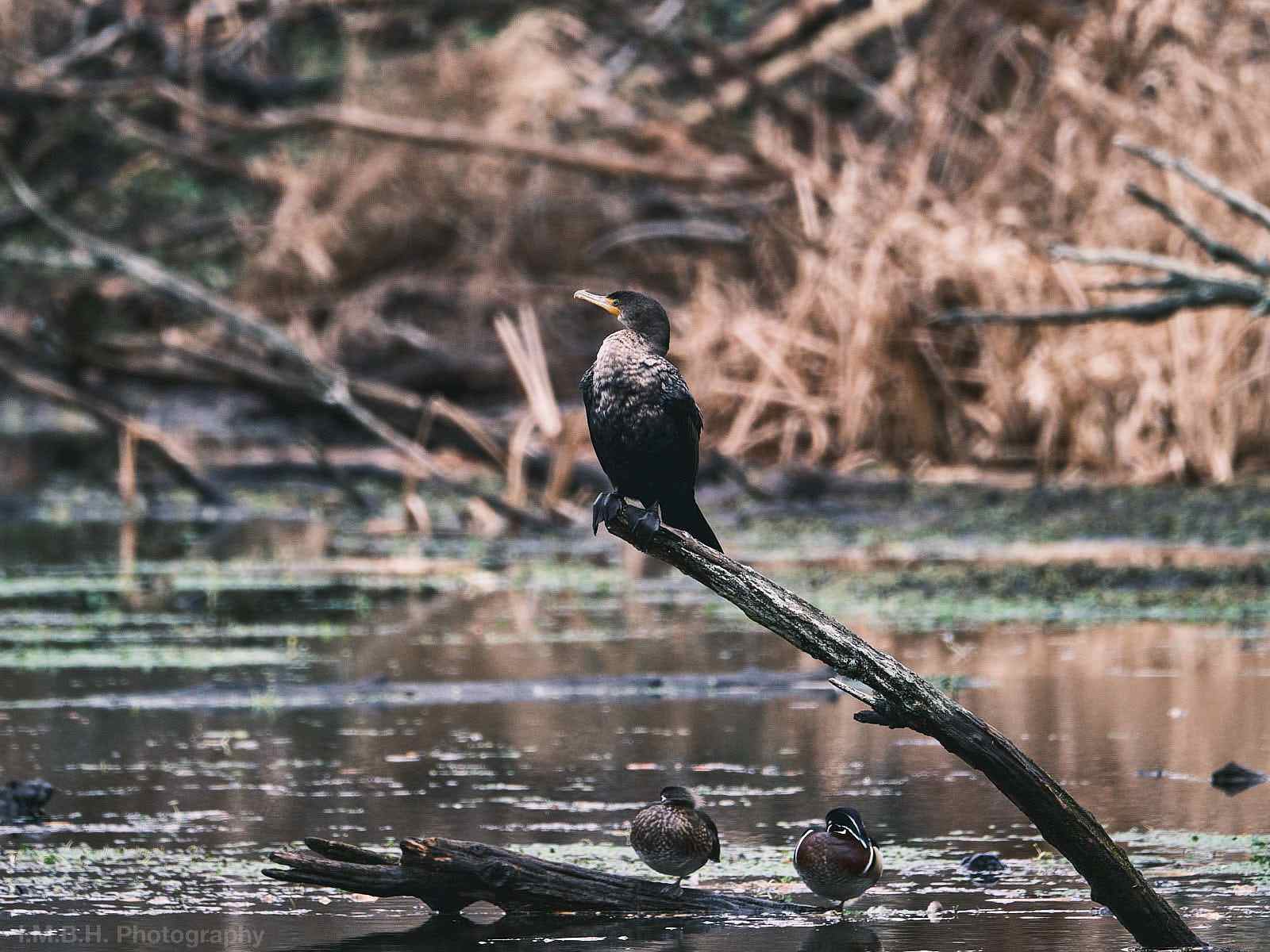 Cormorant sitting on a branch over a pond Cormorant sitting on a branch over a pond