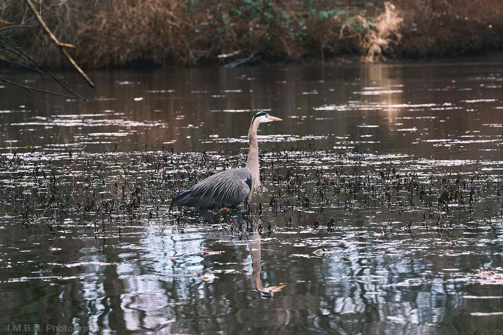Blue Heron stalking in a brackish pond