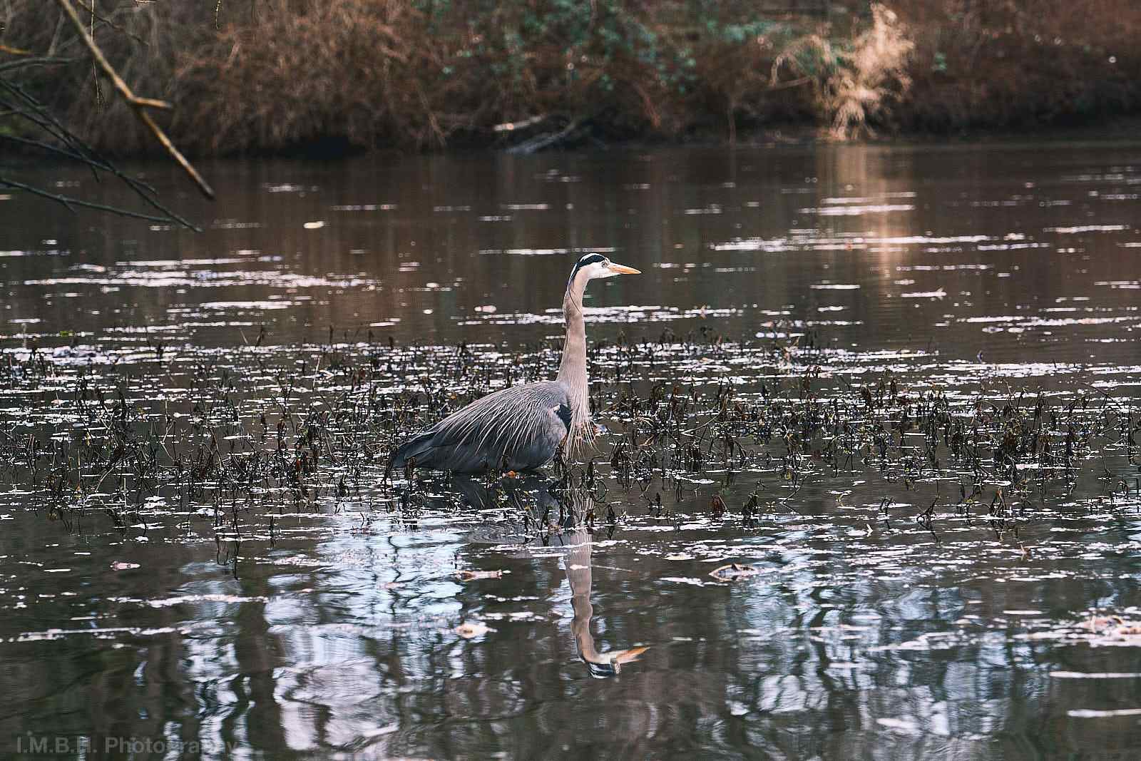 Blue Heron stalking in a brackish pond Blue Heron stalking in a brackish pond