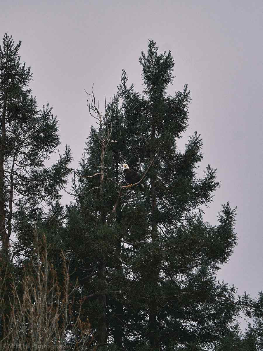 Bald Eagle high in a tree