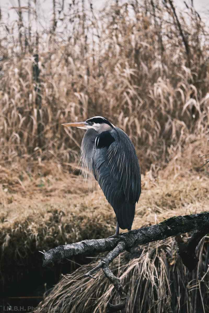 Blue heron Blue heron