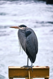 Blue Heron