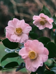 Pink Camellias