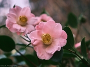 Pink Camellias