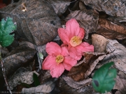 Pink Camellias