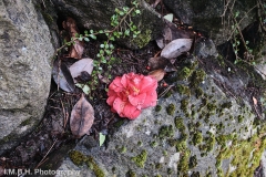 A camelia blossom sits among rocks and fallen leaves