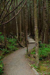 Trail in the forest